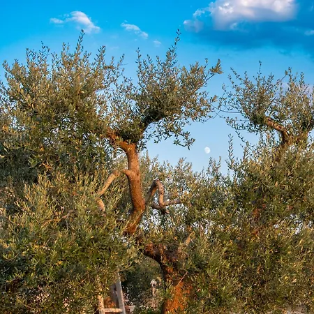 بيت للعطل Trulli Paparale ألبيروبيللو